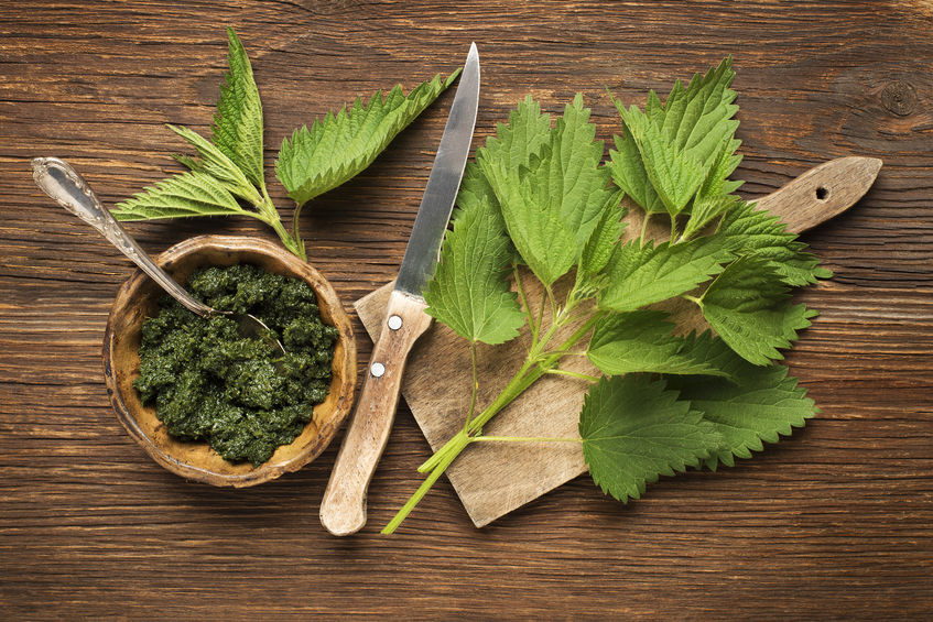 nettle.jpg